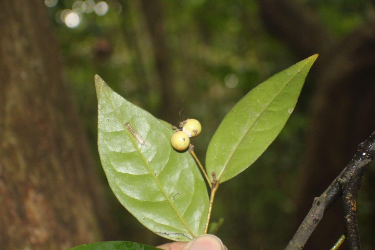 Polyalthia persicifolia (Hook.f. & Thomson) Bedd.